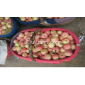 Shann xi galowe jabłko